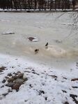 Ducks on the frozen river Emajõgi