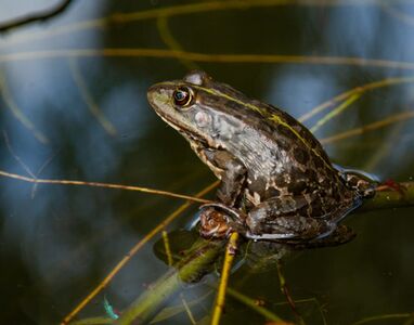 Pelophylax lessonae © Izotov Ion-Daniel