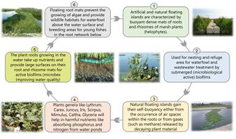 Artificial floating islands are consisting of floating dense mats of roots of marsh plants. Used for nesting and refuge area for waterfowl and wastewater treatment by submerged biofilms. In point number 4 we have some Plants genera which will help in absorbing harmful nutrients like phosphorus and nitrogen from water ponds. Microbes in the plant roots growing in the water are improving water quality. Floating root mats prevent the growing of algae. They help also in providing wildlife habitats for waterfowl above the water surface. It also considered breeding areas for young fishes in the root network below.