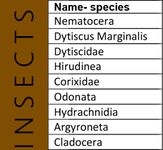 Insect variety in the upstream of Emajõgi