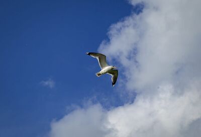 Larus argentatus © Izotov Ion-Daniel