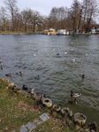 The varied waterfowl of Tollense lake