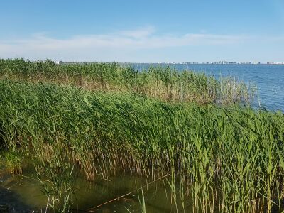 Reed at the Siutghiol shore © Radu Niculescu