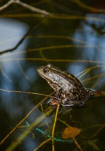 Pelophylax Lessonae